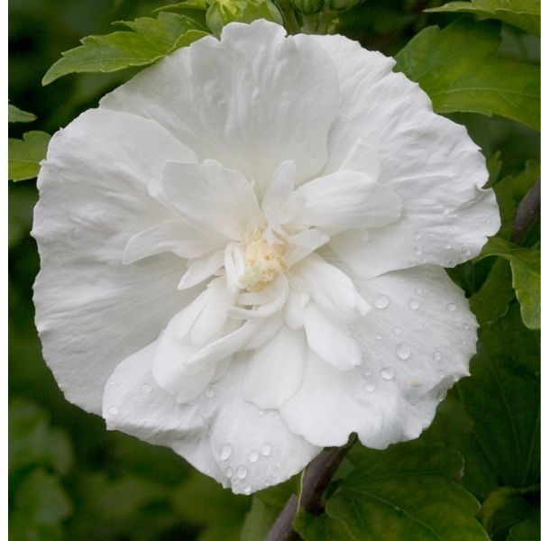 White Chiffon&reg; Rose of Sharon Tree Form