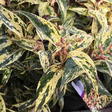 Girard's Rainbow Leucothoe