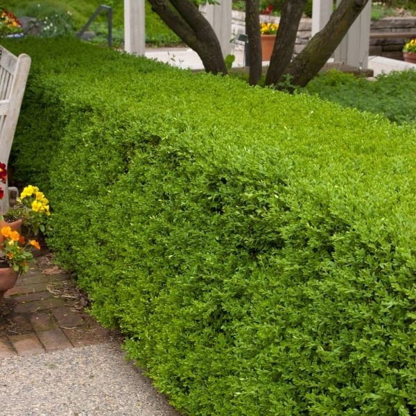 Wintergreen Boxwood