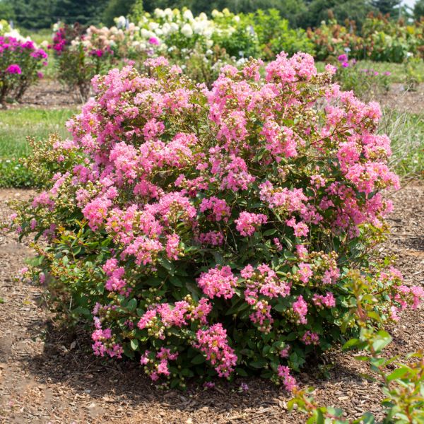 Bloomables Bellini Guava Crape Myrtle