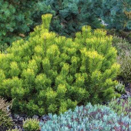 Mugo Pine