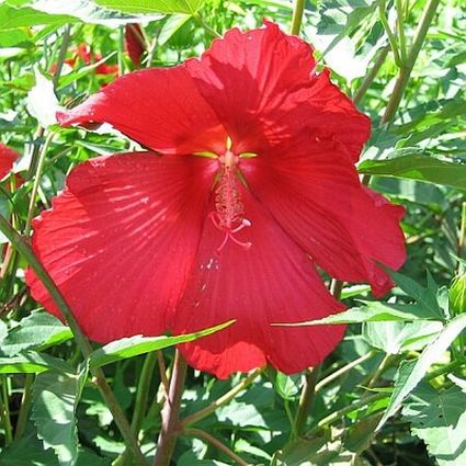 Lord Baltimore Hibiscus