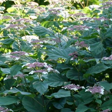 Invincibelle Lace&reg; Smooth Hydrangea