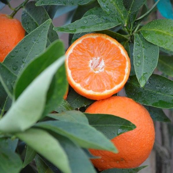 Page Mandarin Tree