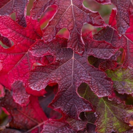 Jetstream&trade; Oakleaf Hydrangea