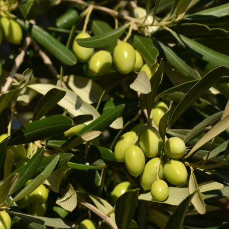 Pendolino Olive Tree