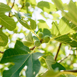 Excel Fig Tree