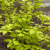 Garden Glow Dogwood