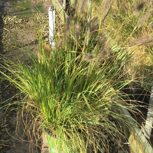 Cayenne&trade; Sterile Fountain Grass