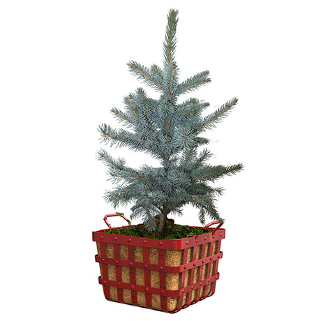 Rockin' Around Fat Albert Colorado Blue Spruce