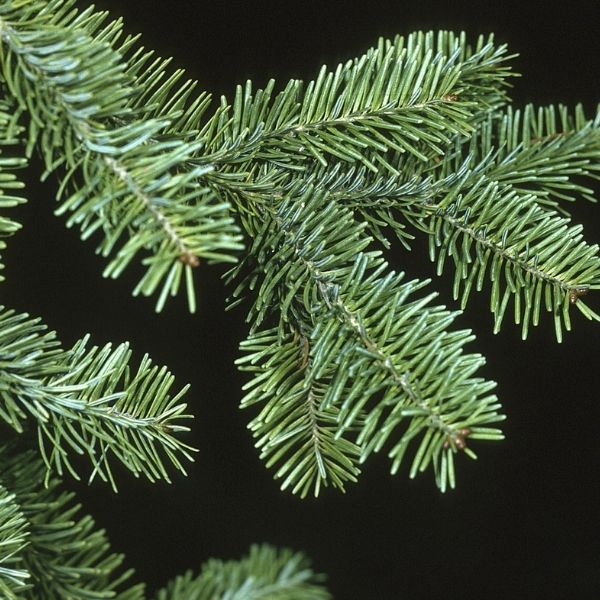 Balsam Fir