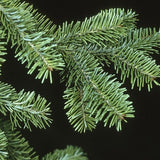 Balsam Fir