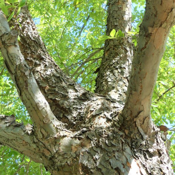 Bosque Elm