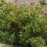 Compact European Cranberrybush Viburnum