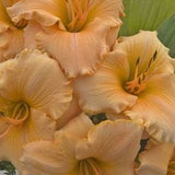 Spanish Glow Daylily