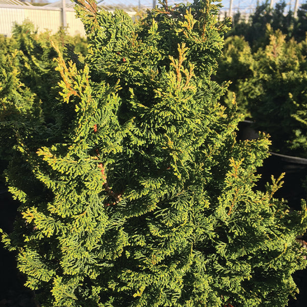 Koster's False Cypress