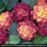 Bandana&reg; Cherry Lantana