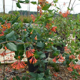 Dropmore Scarlet Honeysuckle Vine