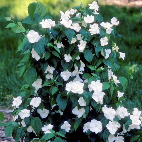 Natchez Mock Orange