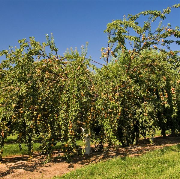 Tropic Gold Apricot Tree