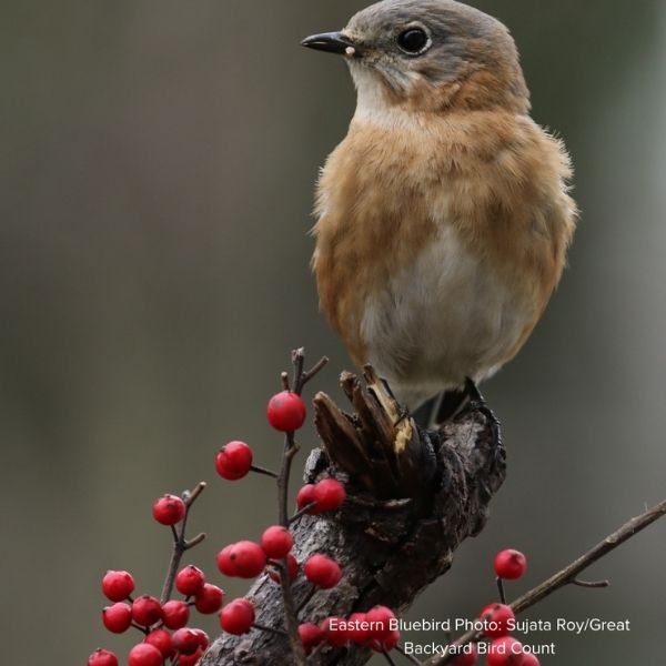 Audubon&reg; Native Ninebark