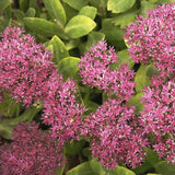 Neon Sedum