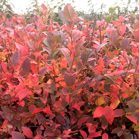 Elliott Blueberry Bush