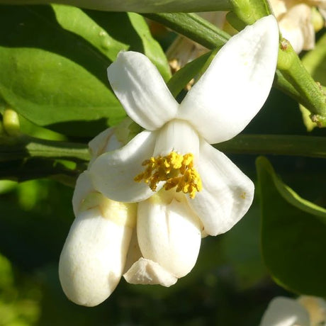 Oro Blanco Grapefruit Tree