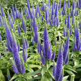 Royal Candles Speedwell Veronica