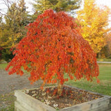 White  SNOW FOUNTAINS&reg; Weeping Cherry