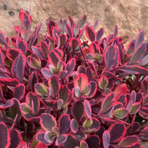 SunSparkler® Dazzling Dynamite Sedum