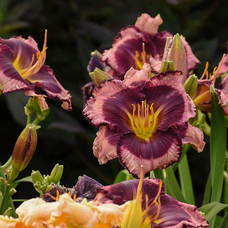 Rainbow Rhythm&reg; Storm Shelter Daylily