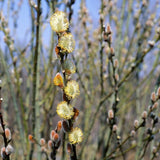 Pussy Willow