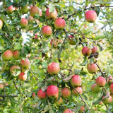 Gala Apple Tree