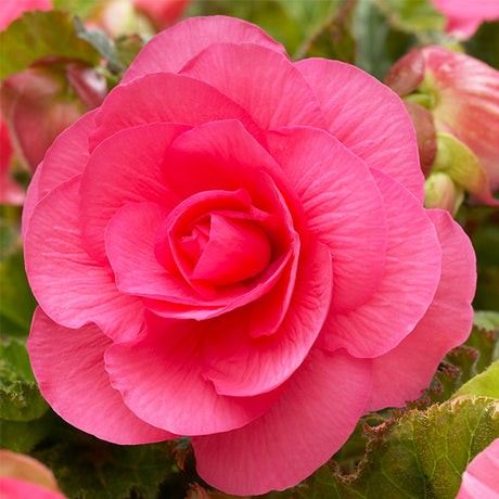 Roseform Pink Begonia