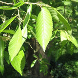 Regal Elm