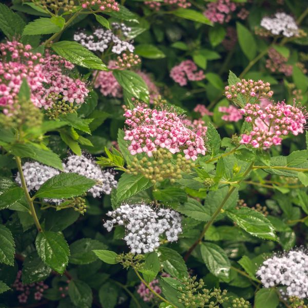 Shibori Spirea