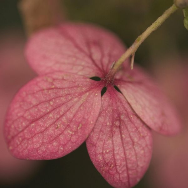 Pink Diamond Panicle Hydrangea