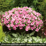 Supertunia&reg; Raspberry Blast&reg; Petunia