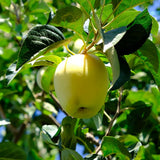 Ghost Apple Tree