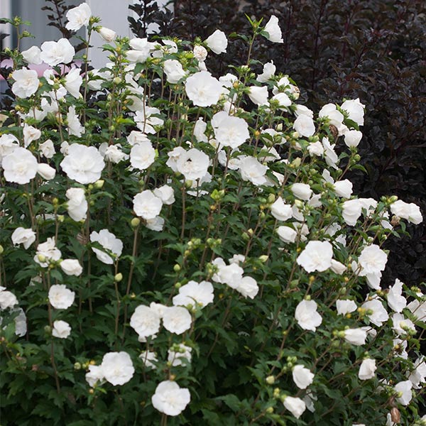 White Chiffon&reg; Rose of Sharon Shrub