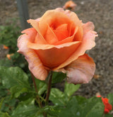 Tangerine Skies&trade; Arborose&reg; Climbing Rose