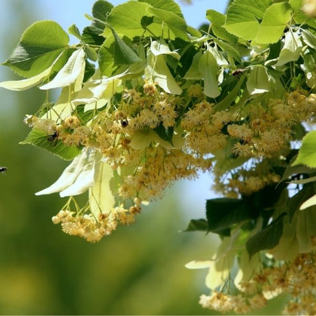 Audubon® American Linden