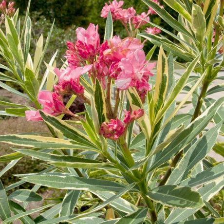 Twist Of Pink Oleander Tree Form