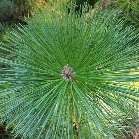 Japanese Black Pine