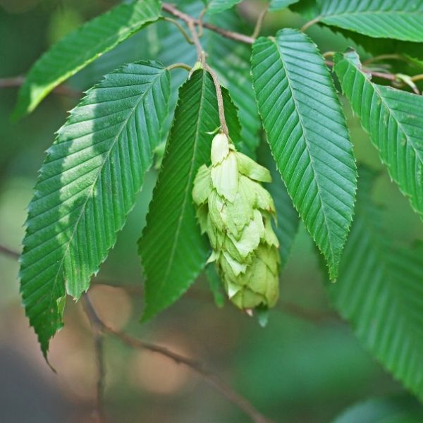 Native Flame&reg; American Hornbeam