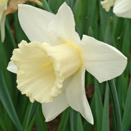 Mount Hood Daffodil