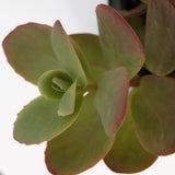 Sunsparkler Cherry Tart Sedum