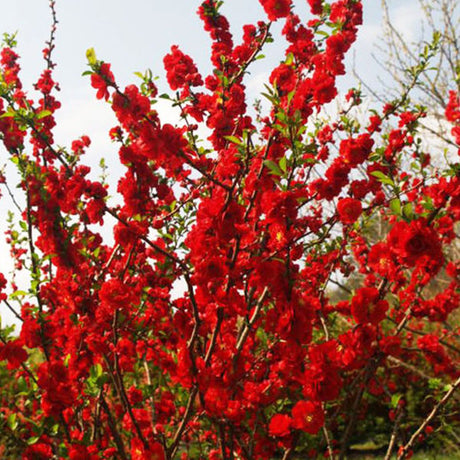 Proven Winners&reg; Color Choice&reg; Double Take&trade; Scarlet Quince