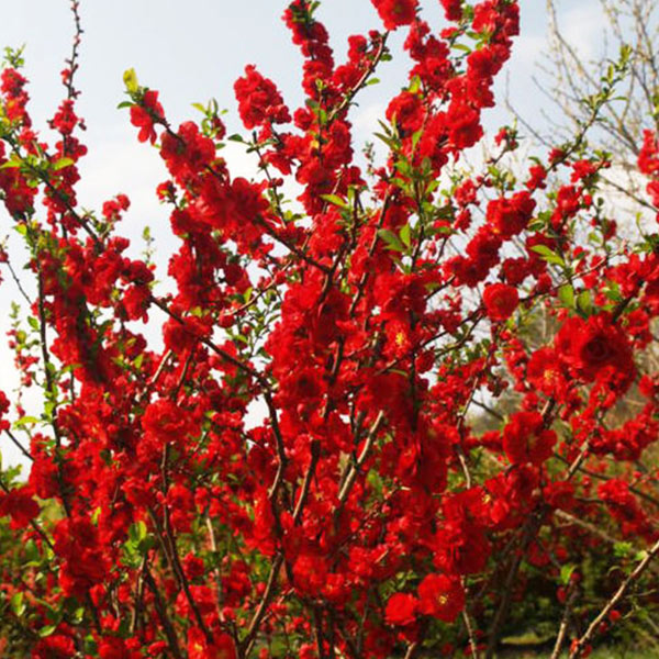 Proven Winners&reg; Color Choice&reg; Double Take&trade; Scarlet Quince